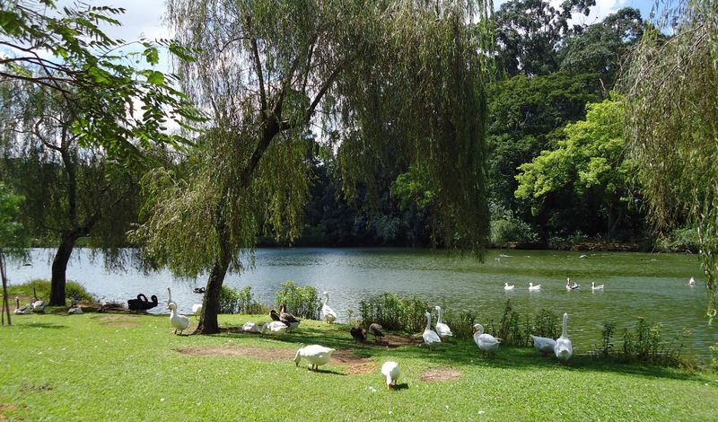 Parque do Ibirapuera SP - Lago
